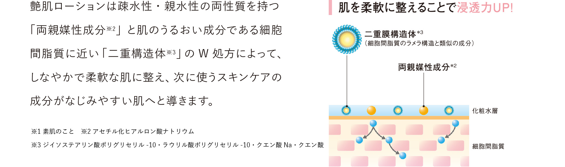 艶肌ローションは疎水性・親水性の両性質を持つ「両親媒性成分※2」と肌のうるおい成分である細胞間脂質に近い「二重構造体※3」のW処方によって、しなやかで柔軟な肌に整え、次に使うスキンケアの成分がなじみやすい肌へと導きます。