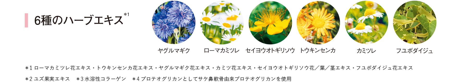 6種のハーブエキス
