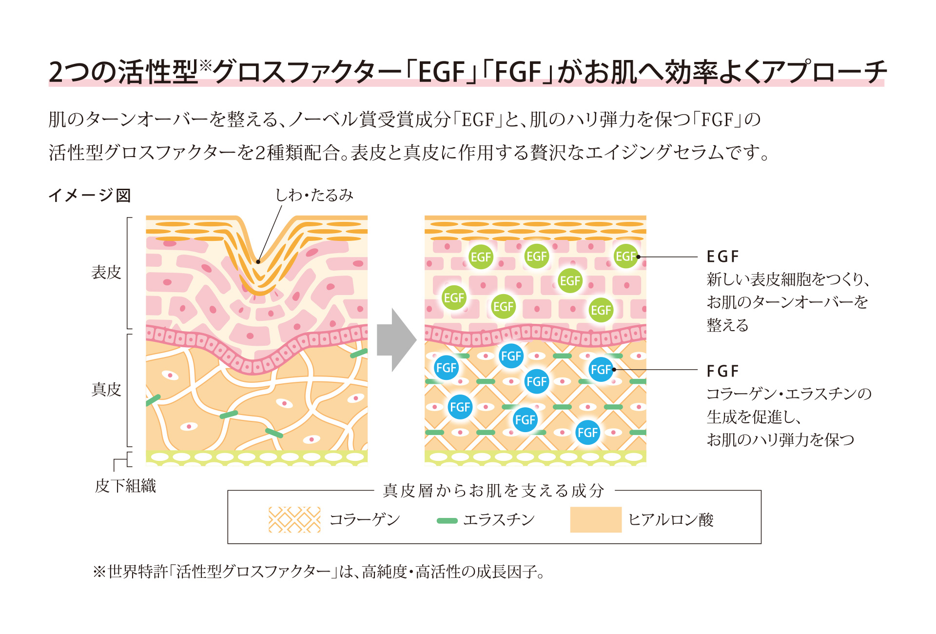 2つの活性型  グロスファクター「EGF」「FGF」がお肌へ効率よくアプローチ
